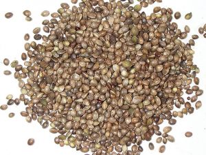 Dutch bulk seeds marijuana seeds - восходящая звезда
